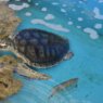 Trabalho de reabilitação do Aquário Paraíba ajuda a proteger a vida das tartarugas marinhas