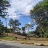 João Pessoa perde arborização e vídeo registra nova supressão de vegetação no Pedro Gondim