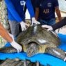 Tartaruga marinha resgatada em Barra de Mamanguape inicia reabilitação no Aquário Paraíba