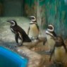 Entre pinguins, tubarões e tartarugas: Aquário Paraíba é opção de passeio em família no Dia das Crianças